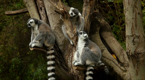 Ring-Tailed Lemurs Sit In Tree