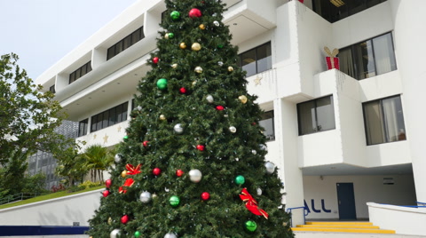 Christmas Tree And Hanukkah Menorah