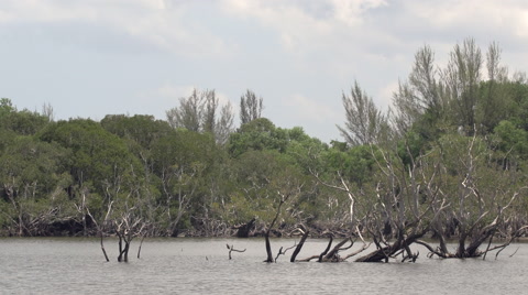 Mangrove Swamp In Thailand