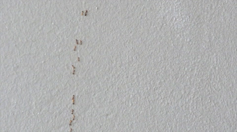 Ants Walking Fast Up Wall