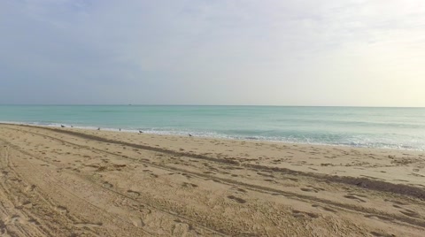Seagulls On The Beach