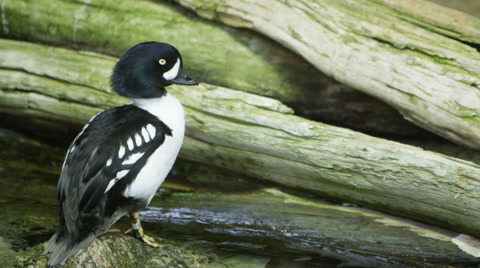 Canadian Woodland Duck