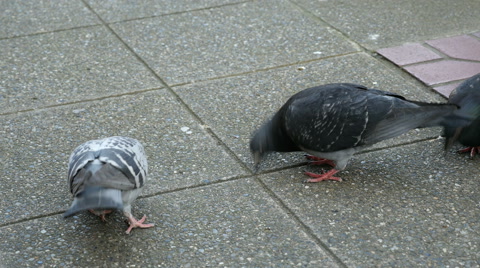 Pigeons, Pecking, Seattle, Street