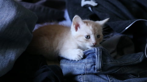Kitten Hiding In A Heap Of Dirty Laundry