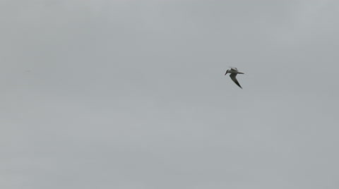 Tern, Seabird, Fly, Flight, Flying
