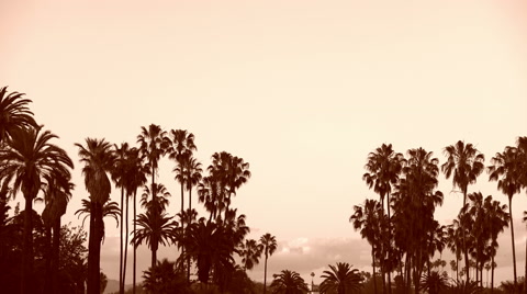 4K Palm Trees 13 Tropical Resort Sepia