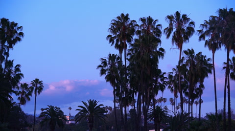 4K Palm Trees 14 Tropical Resort Sunset