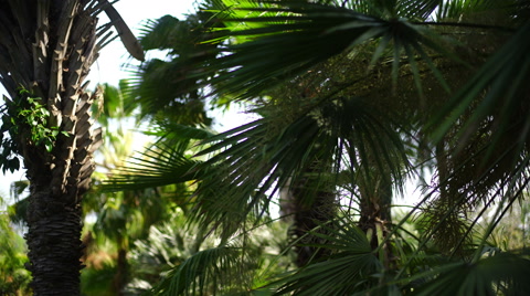 4K Palm Trees 18 Tropical Resort