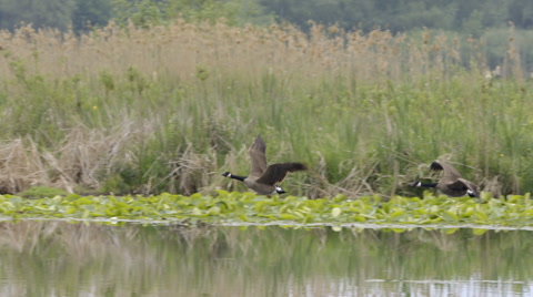 Canada Geese