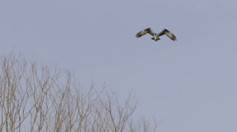 Osprey In Flight Shakes Water Off Feathers