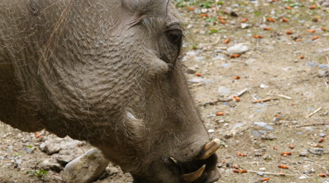Warthog Eating