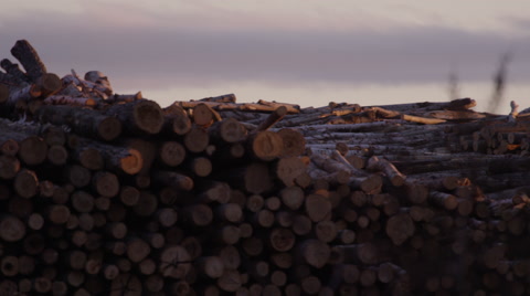 Evening In The Logging Industry - Forestry And Wood Production