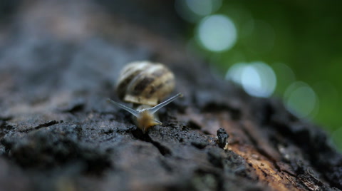 Large Snail Crawling On The Bark Of A Tree Trunk