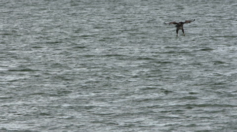 Bald Eagle Catches A Fish