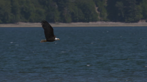 Bald Eagle In Flight, Fly, Flying