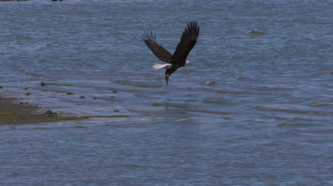 A Bald Eagle In Flight Dives And Catches A Fish