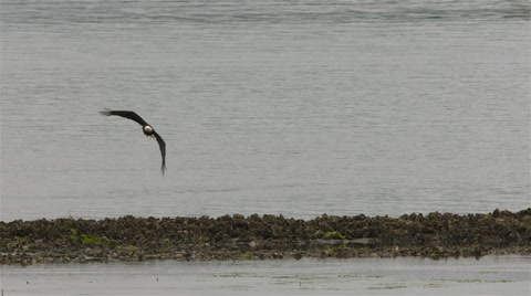 A Bald Eagle In Flight Dives And Catches A Fish While Other Eagles Look On