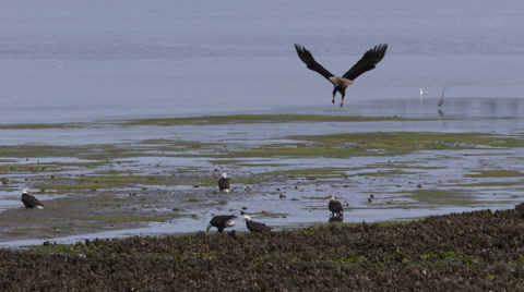 A Bald Eagle In Flight Dives And Catches A Fish While Other Eagles Look On