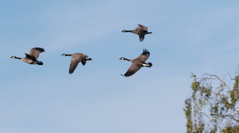Geese In Flight