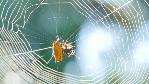 Crap Spider On A Web