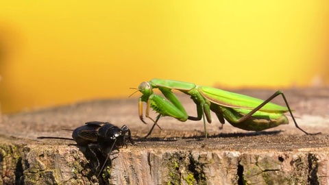 Praying mantis captures its prey and begins to eat it instantly 4k ...